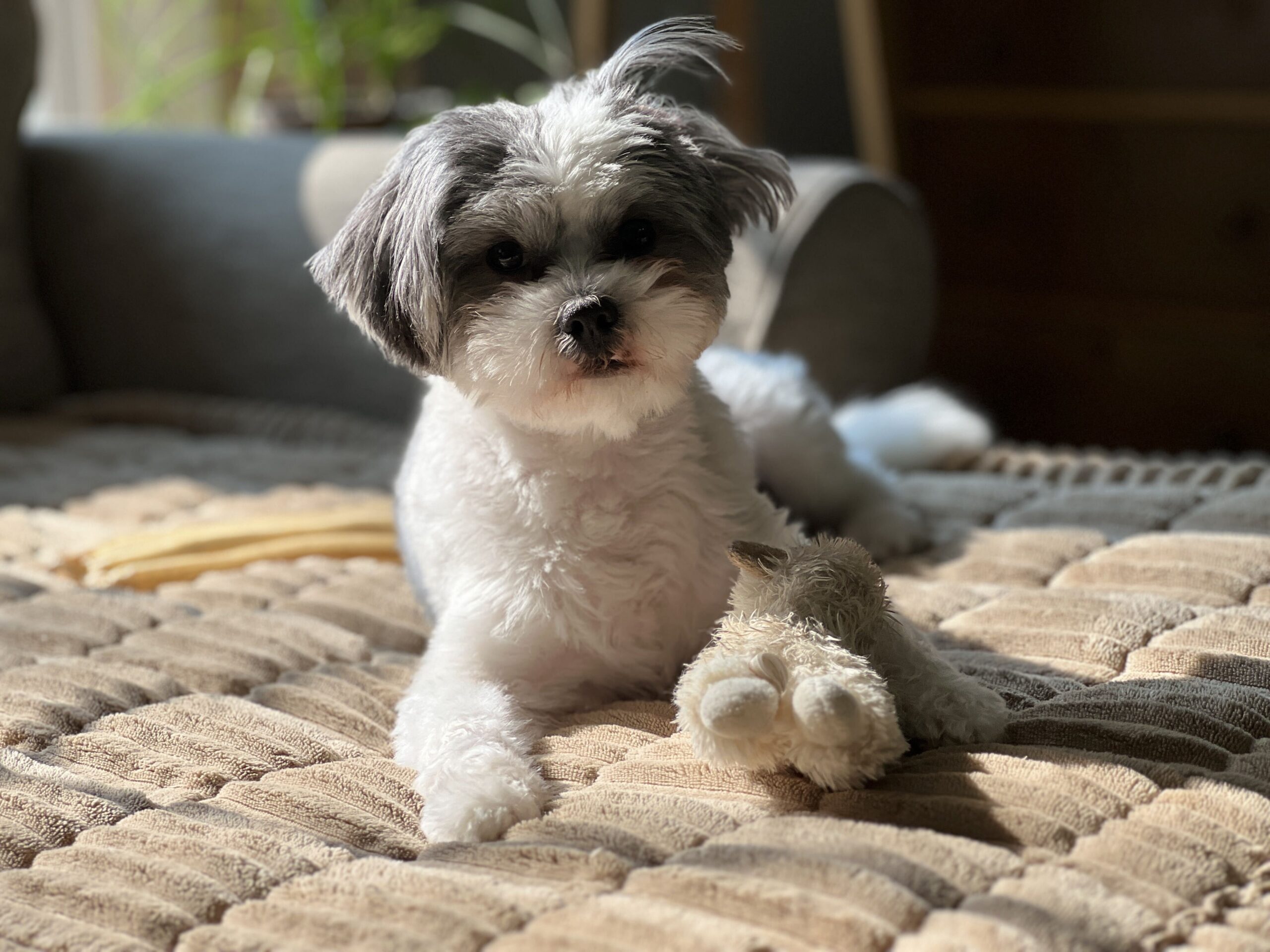 chipper the dog