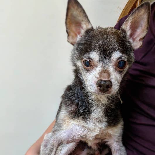 Papi | Wise Animal Rescue