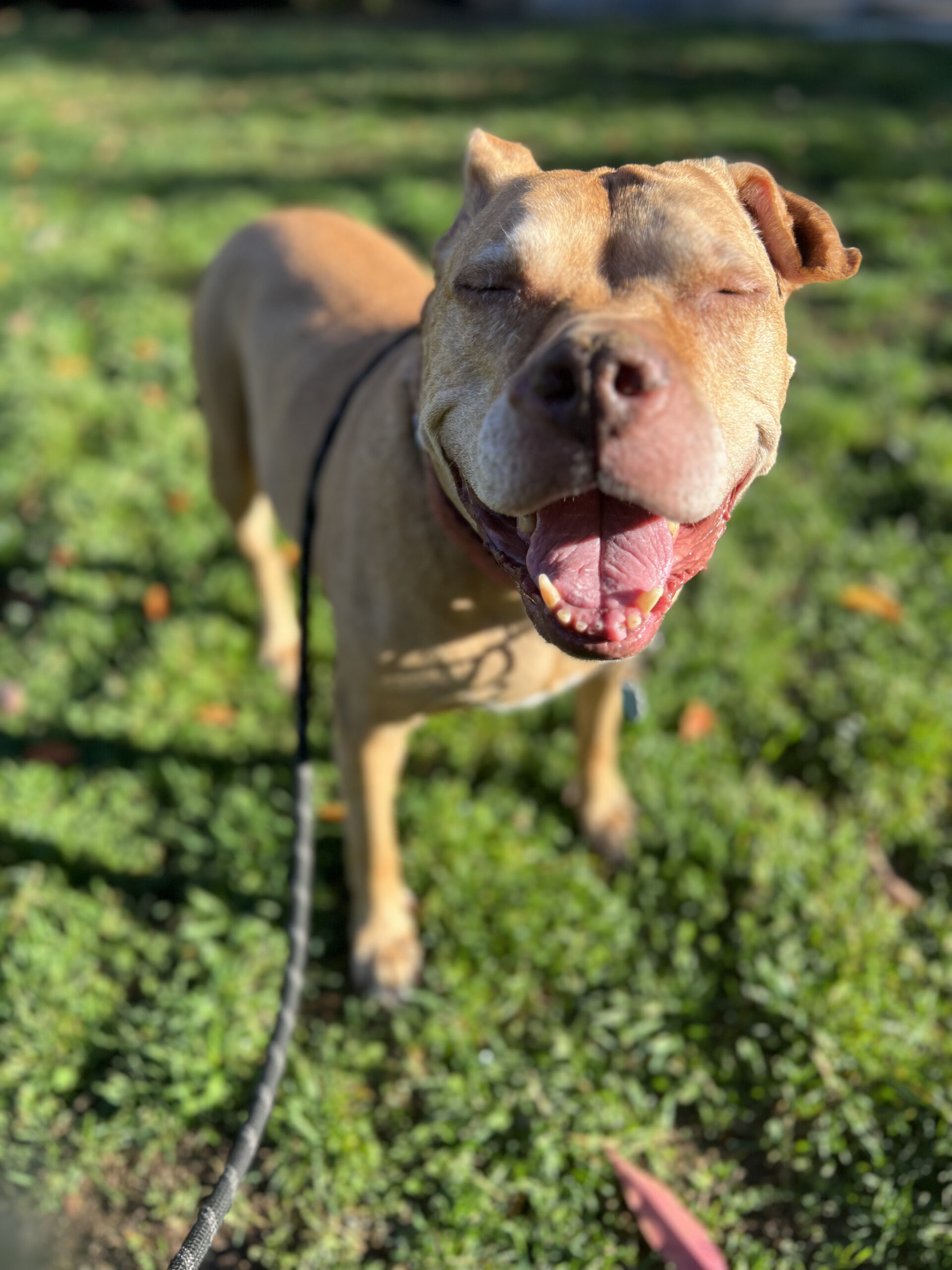 Piper Wise Animal Rescue
