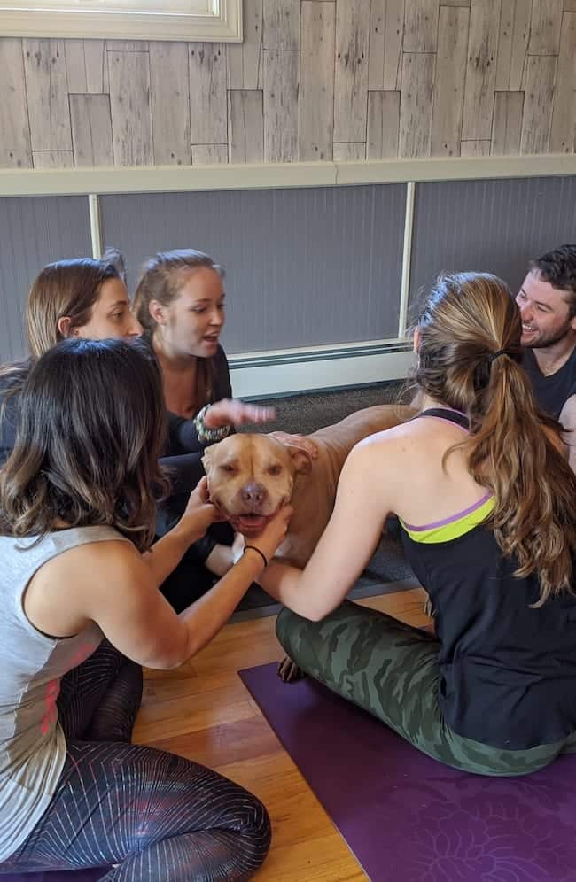 Yoga Wise Animal Rescue