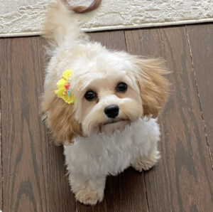 dolly wise animal rescue
