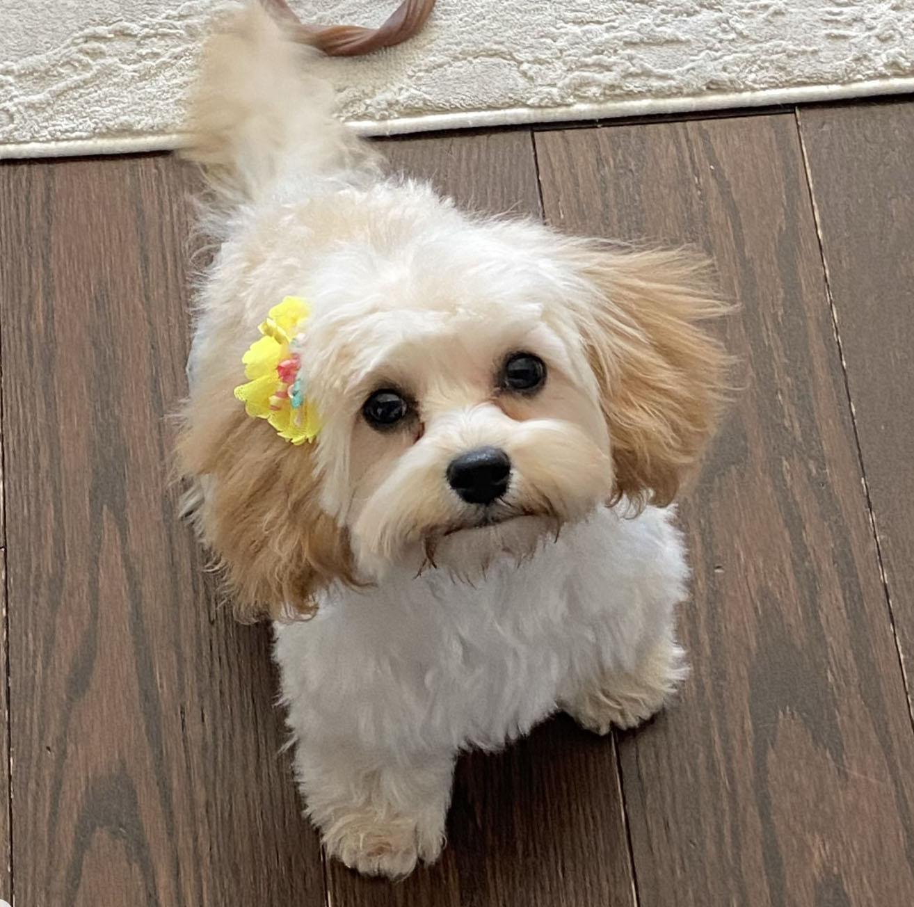 dolly wise animal rescue