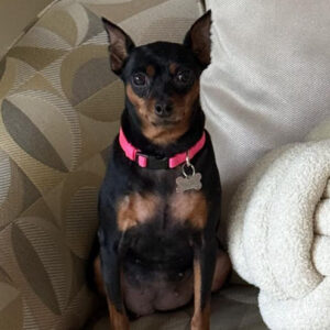 peaches wise rescue stories