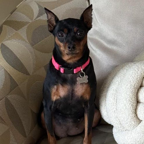 peaches wise rescue stories