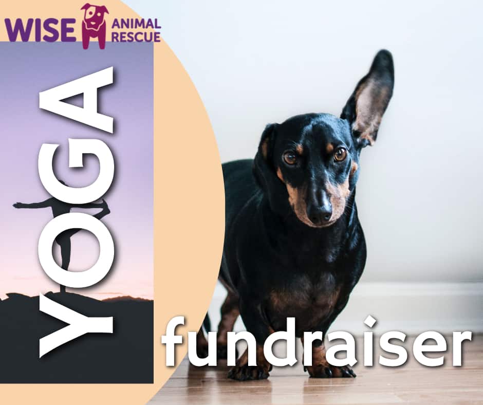 Fundraiser Yoga with Wise Animal Rescue